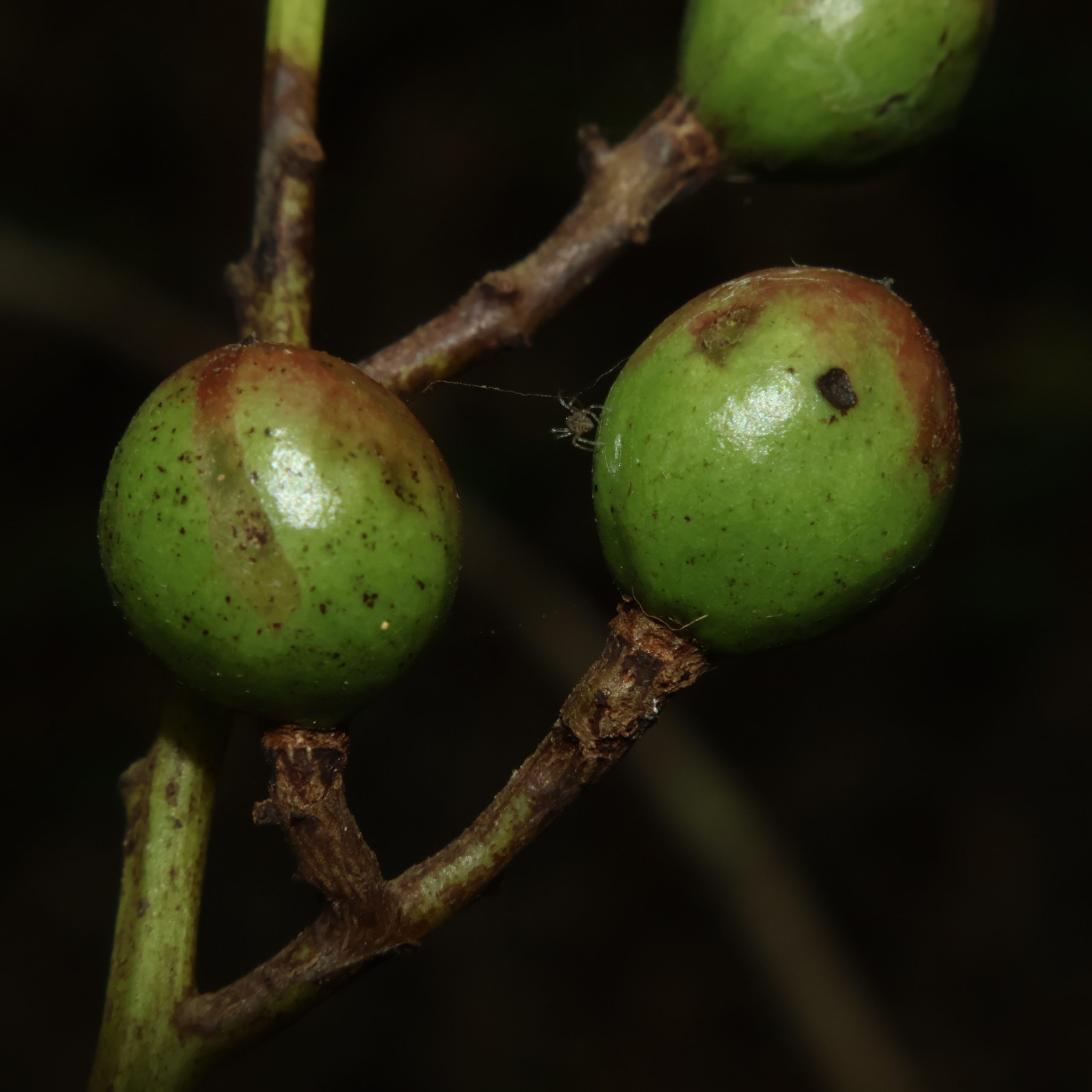 Fruit Image