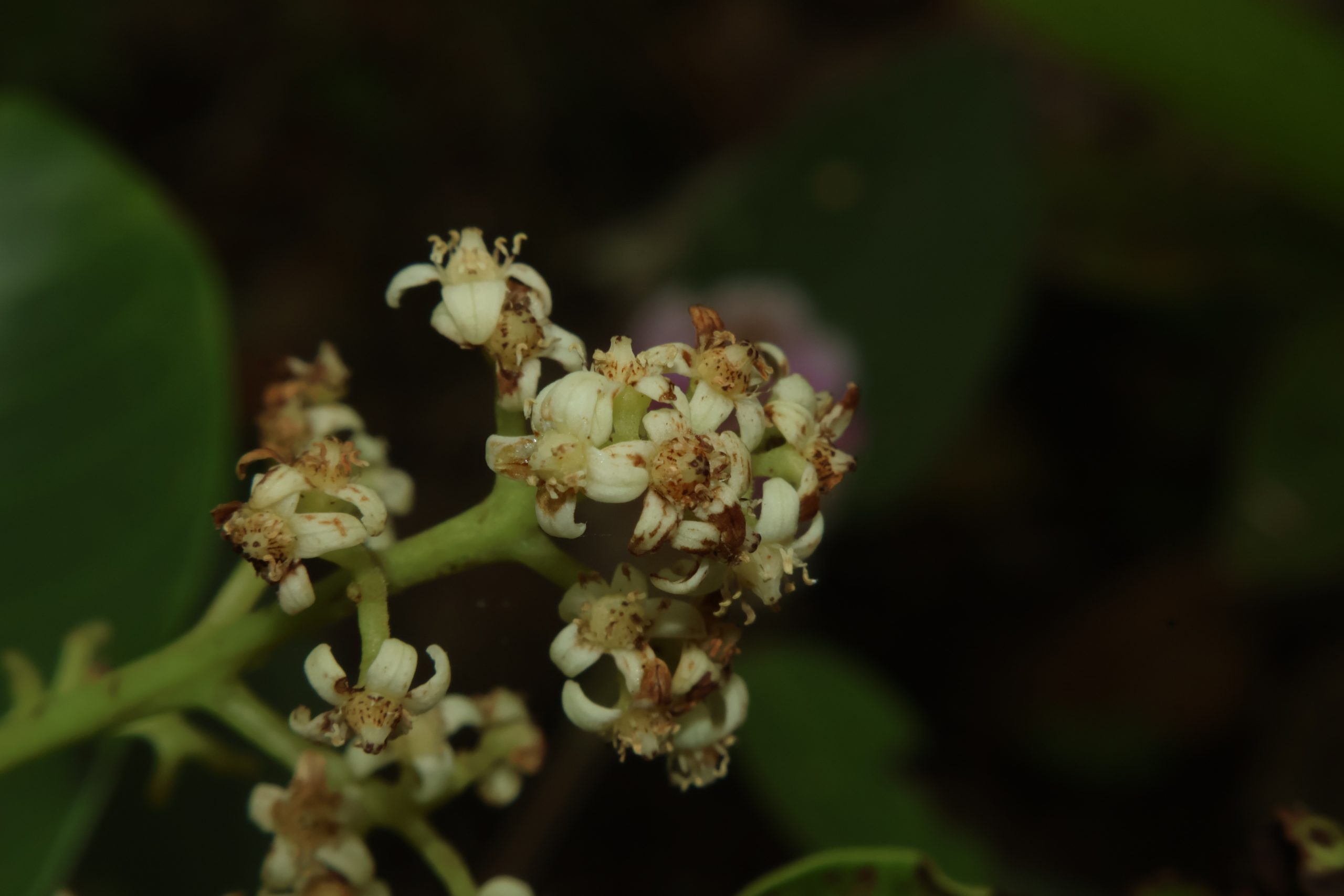 Flower Image