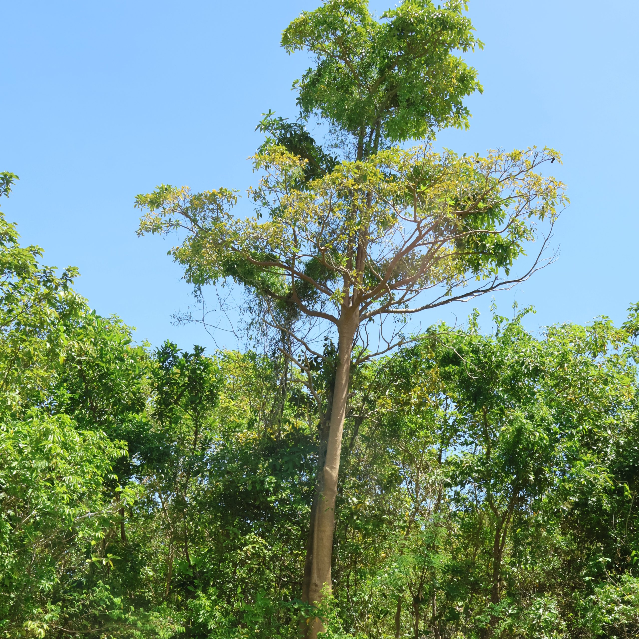 APOC_Alstonia scholaris