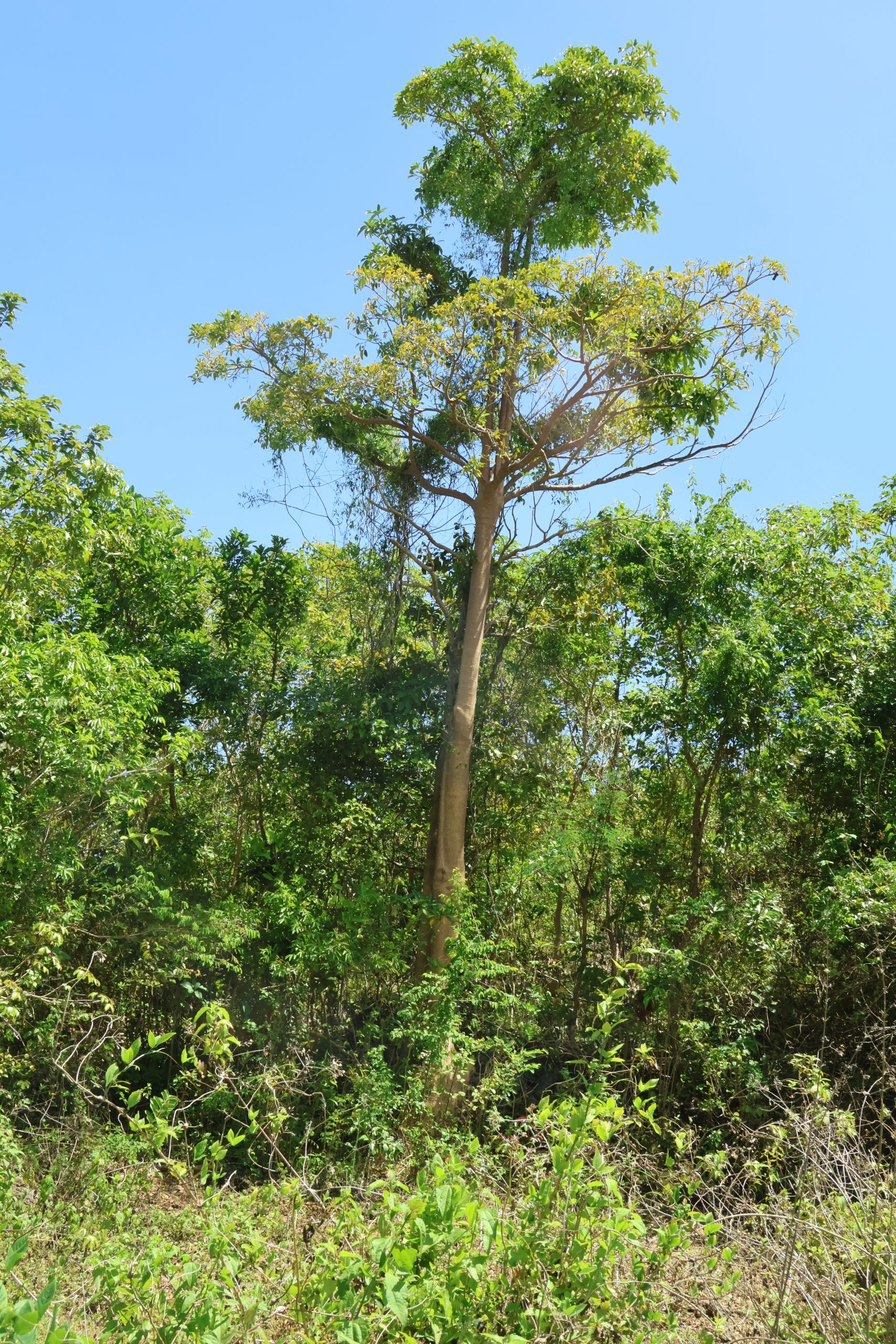 APOC_Alstonia scholaris