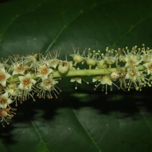 COMB_Terminalia catappa(Buwak)