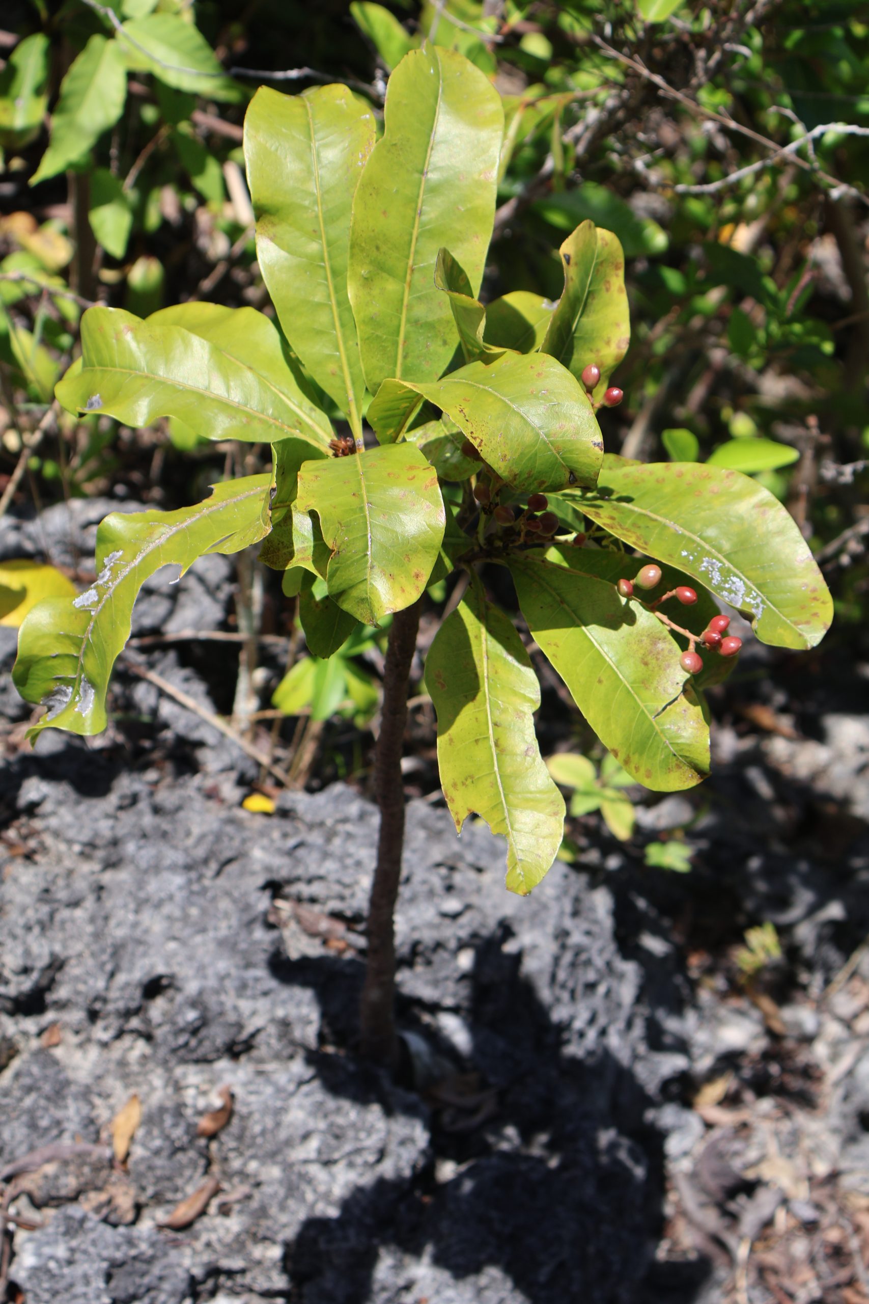 ANAC_Buchanania arborescens