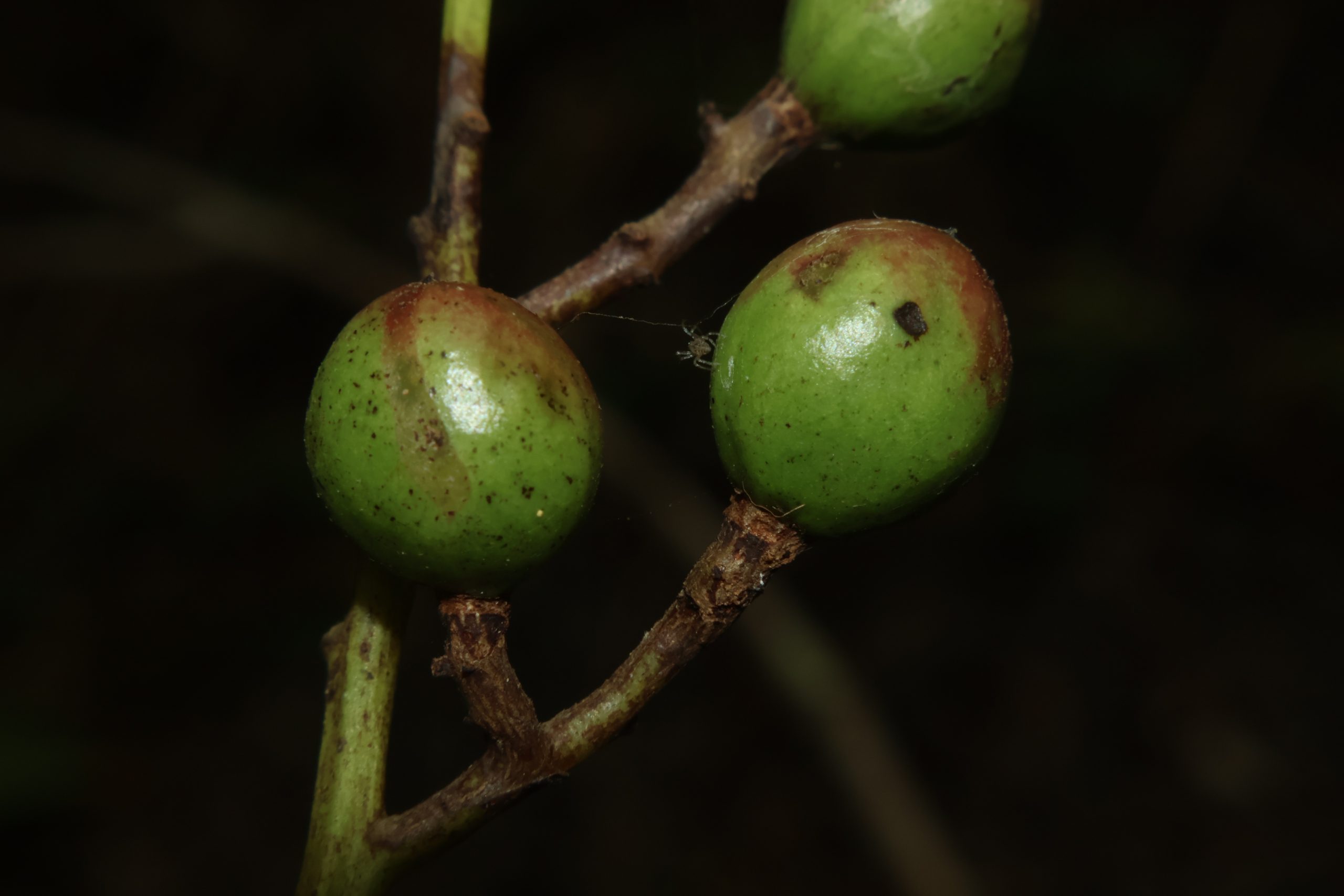 ANAC_Buchanania arborescens(Bunga)