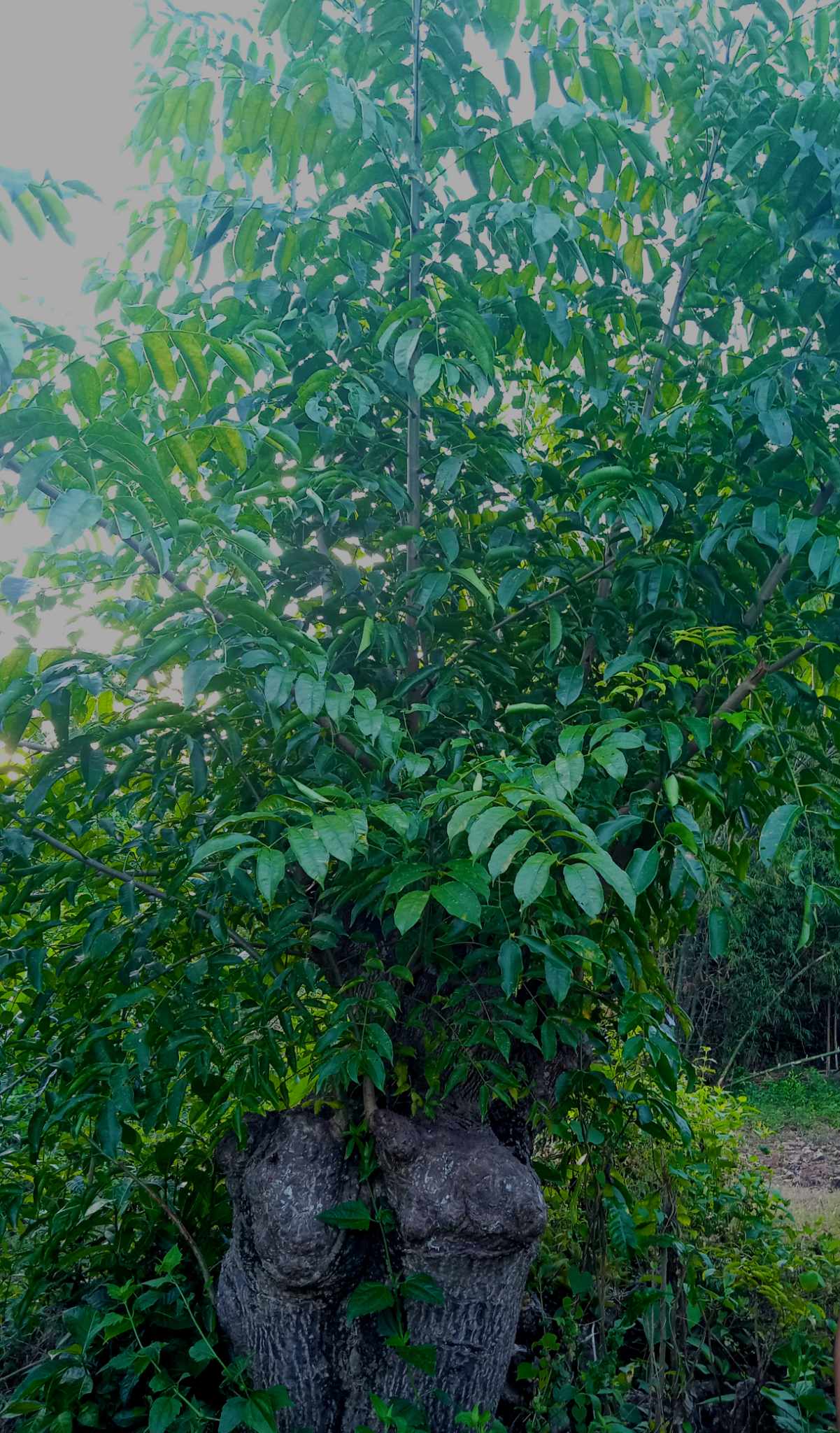 ANAC_Spondias pinnata