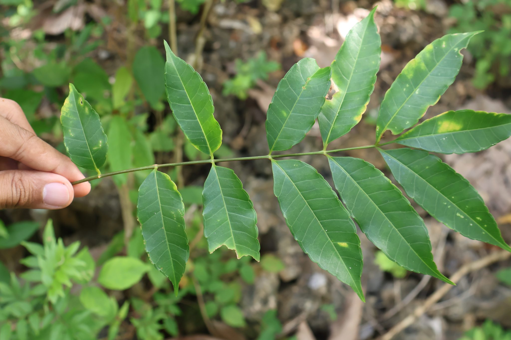 ANAC_Spondias pinnata (Dahon)
