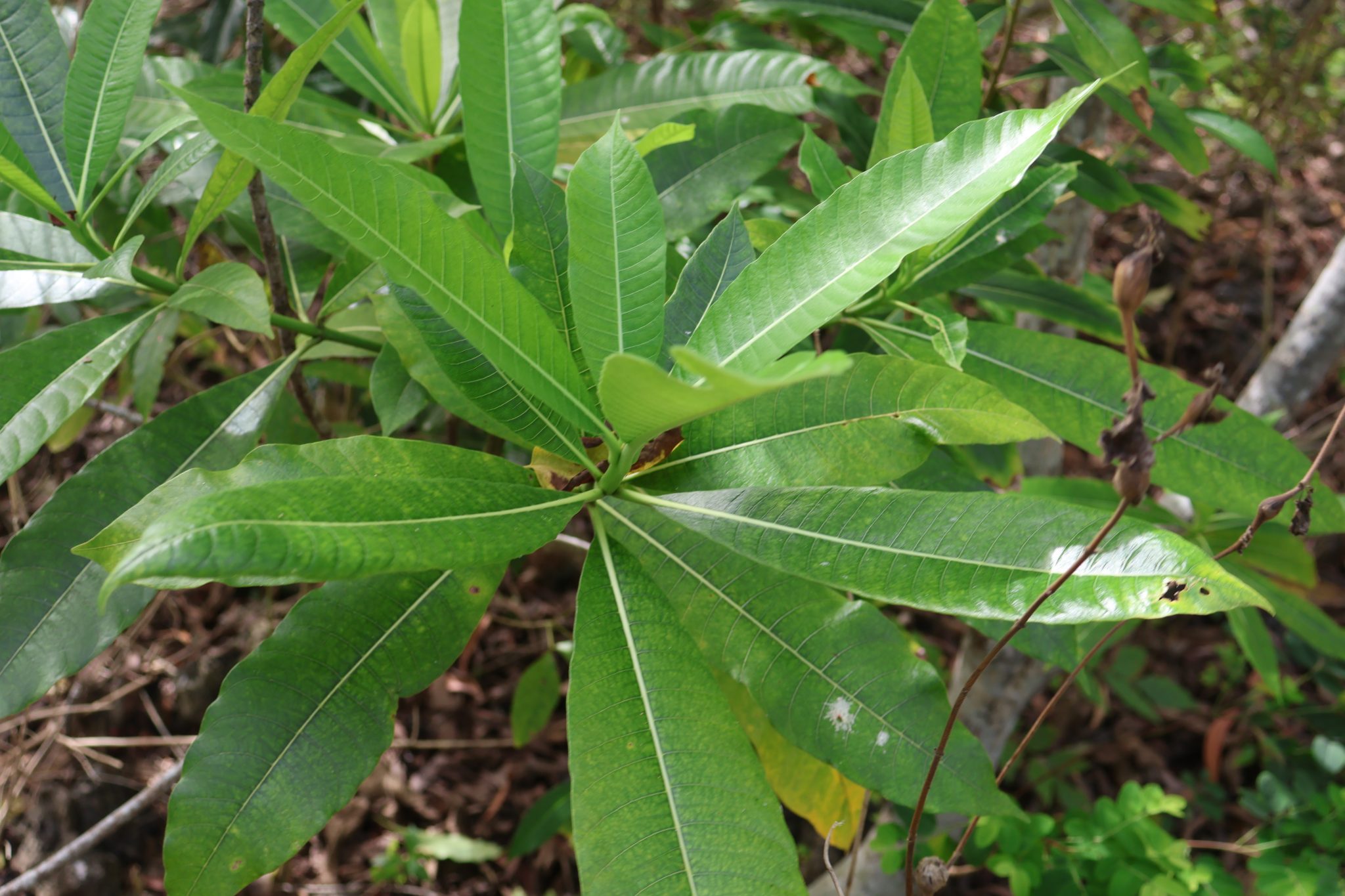 APOC_Alstonia macrophylla(Dahon)