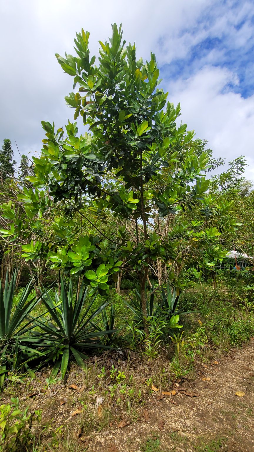 CALO_Calophyllum inophyllum