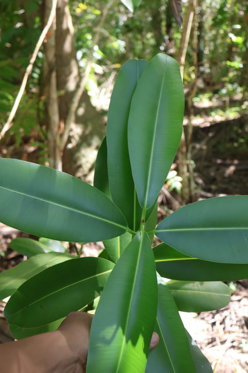 CALO_Calophyllum inophyllum(Dahon)