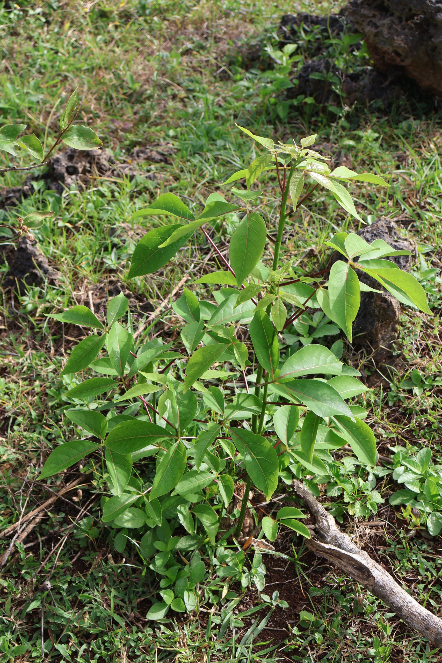 CAPP_Crateva adansonii (1)