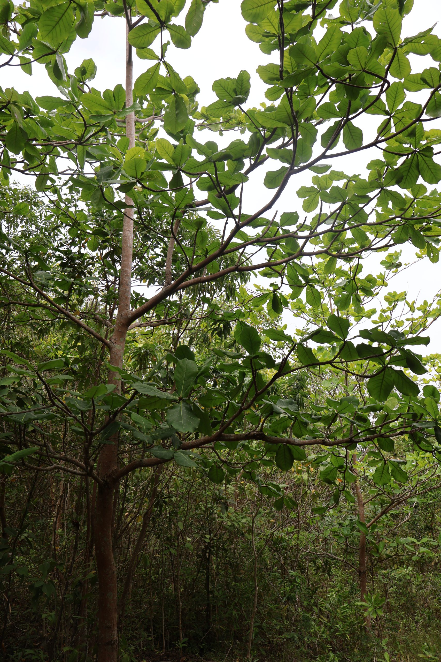 COMB_Terminalia catappa