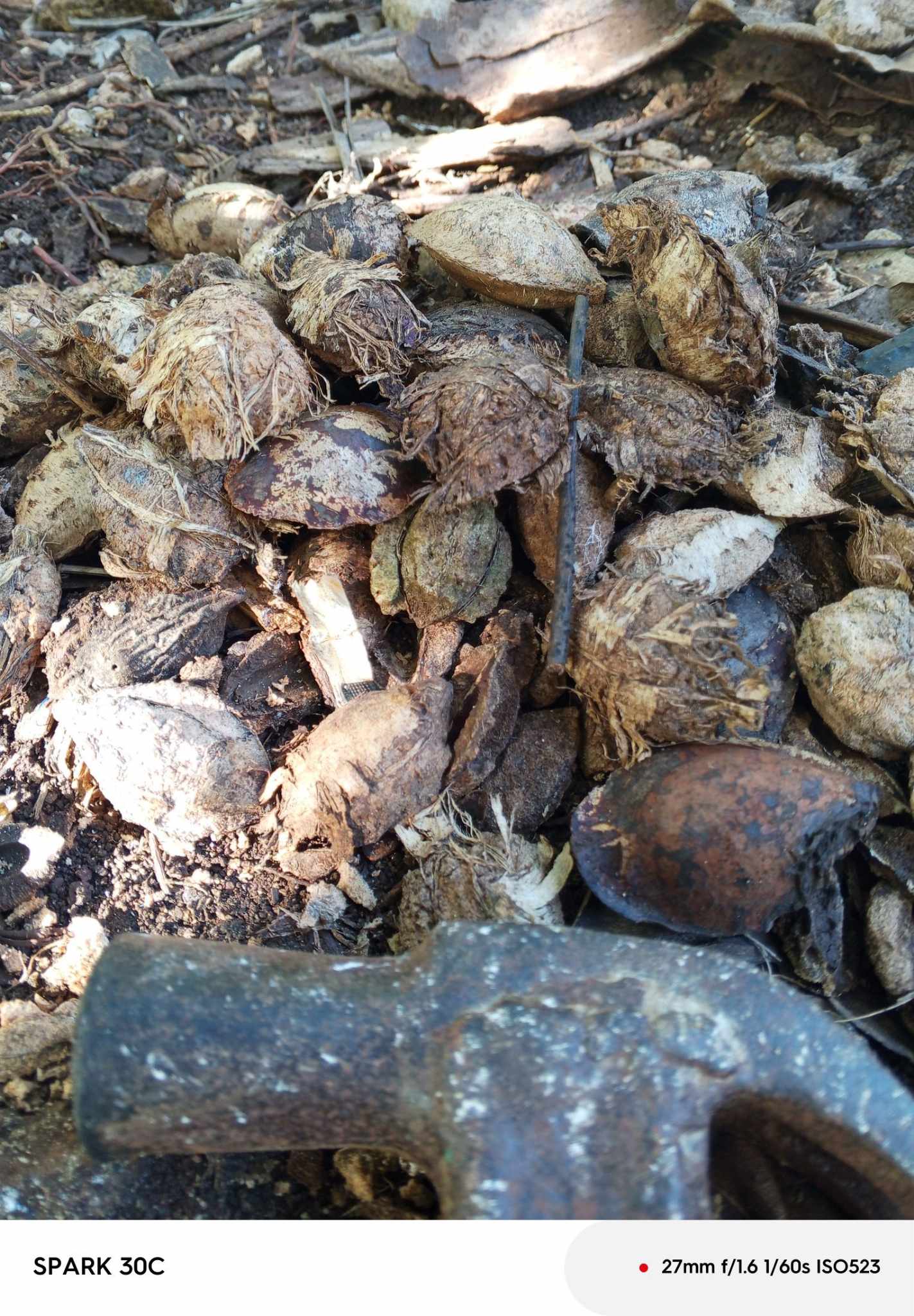 COMB_Terminalia catappa(Bunga)