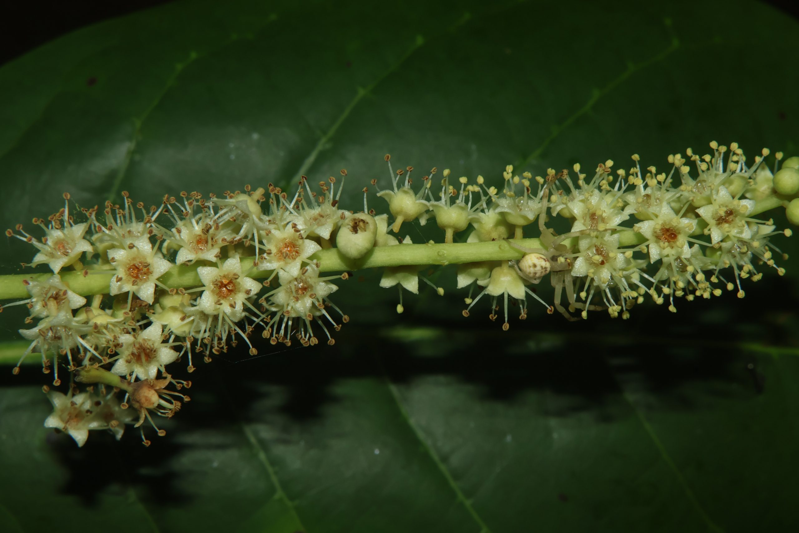 COMB_Terminalia catappa(Buwak)