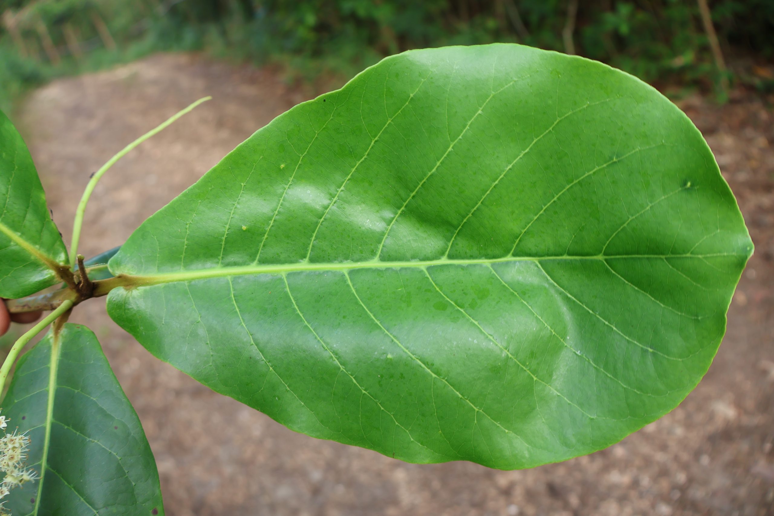 COMB_Terminalia catappa(Dahon)
