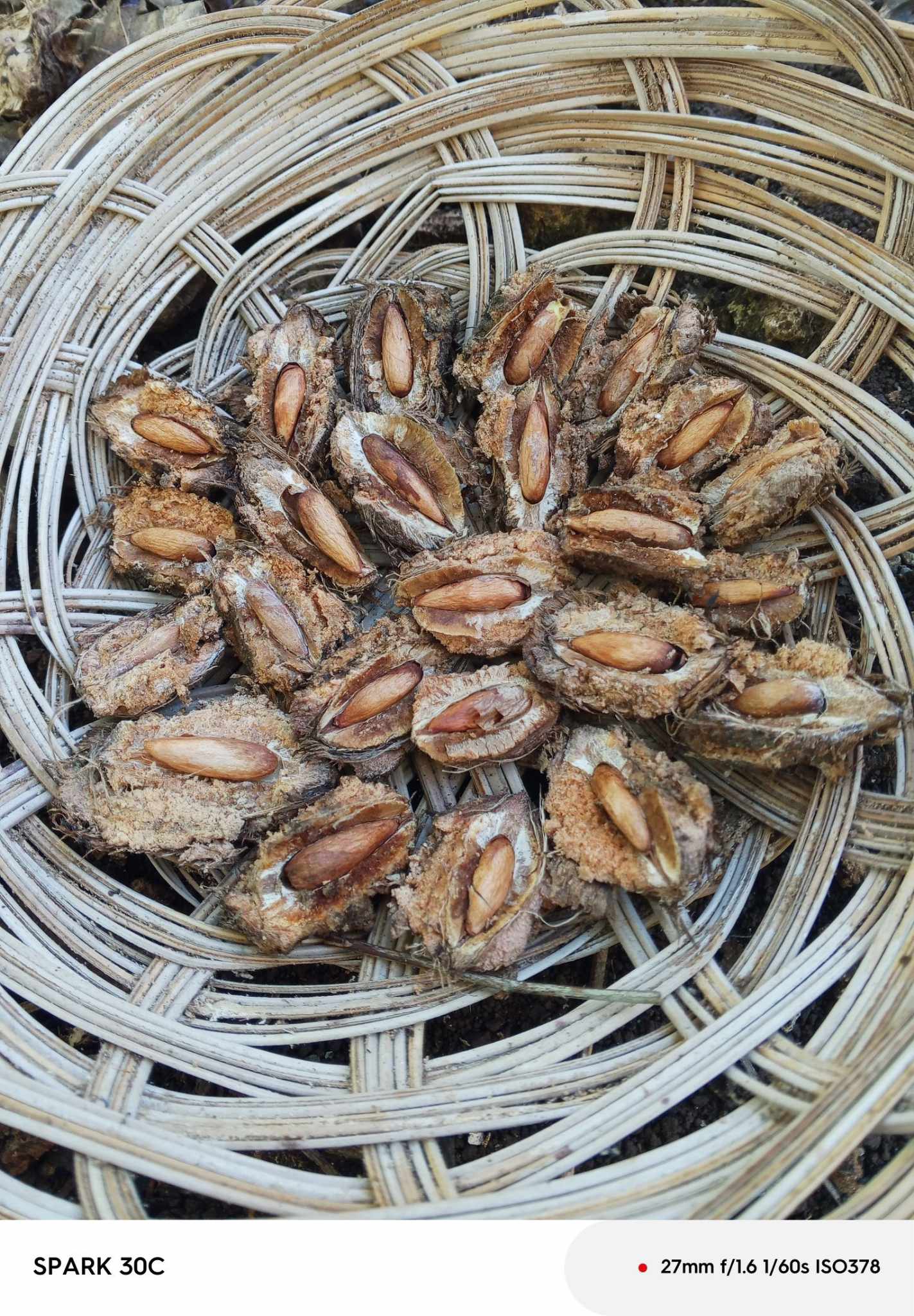 COMB_Terminalia catappa(Unod)