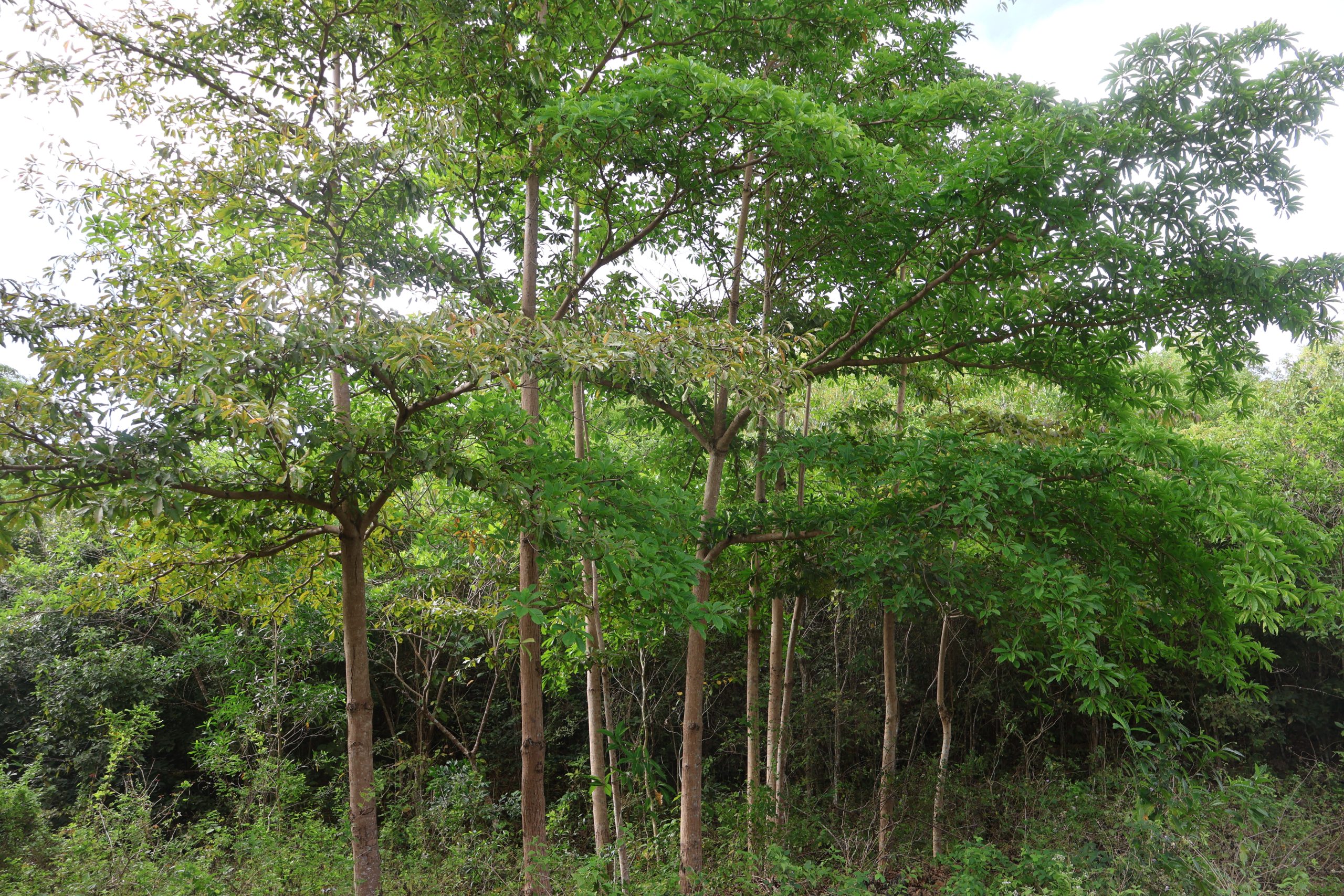 COMB_Terminalia foetidissima
