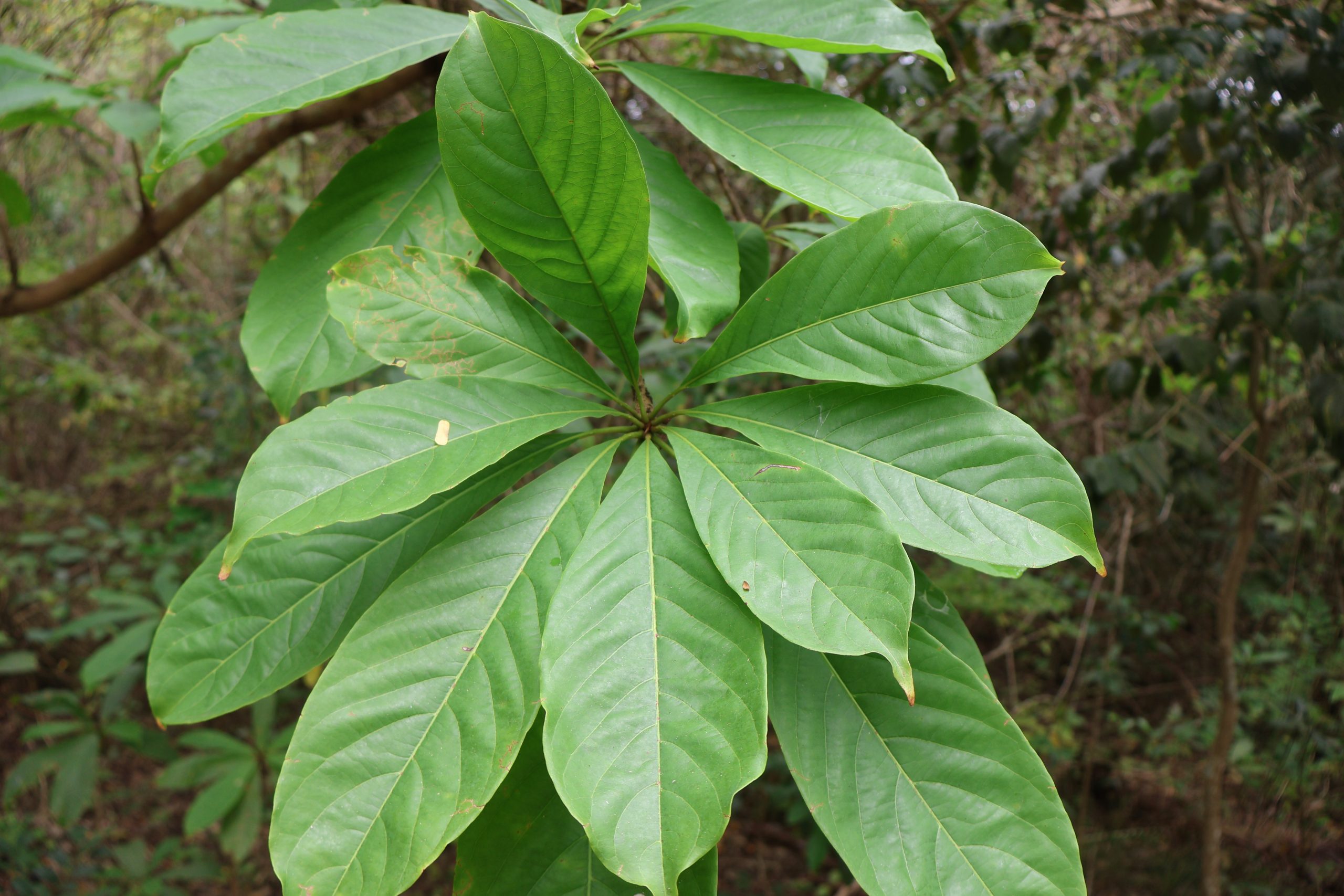 COMB_Terminalia foetidissima(Dahon)