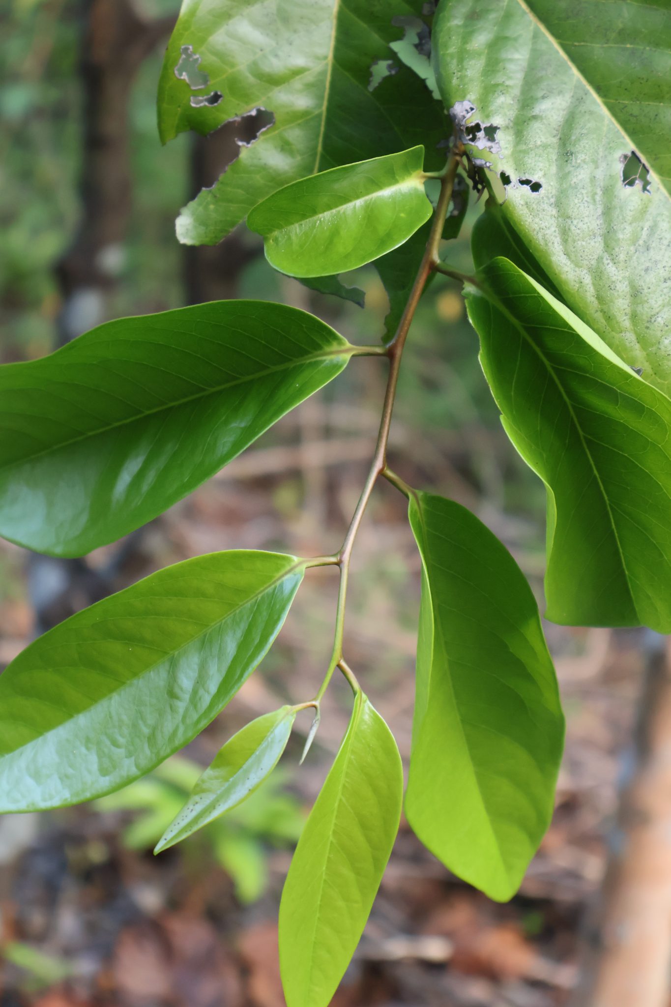 EBEN_Diospyros maritima (2)