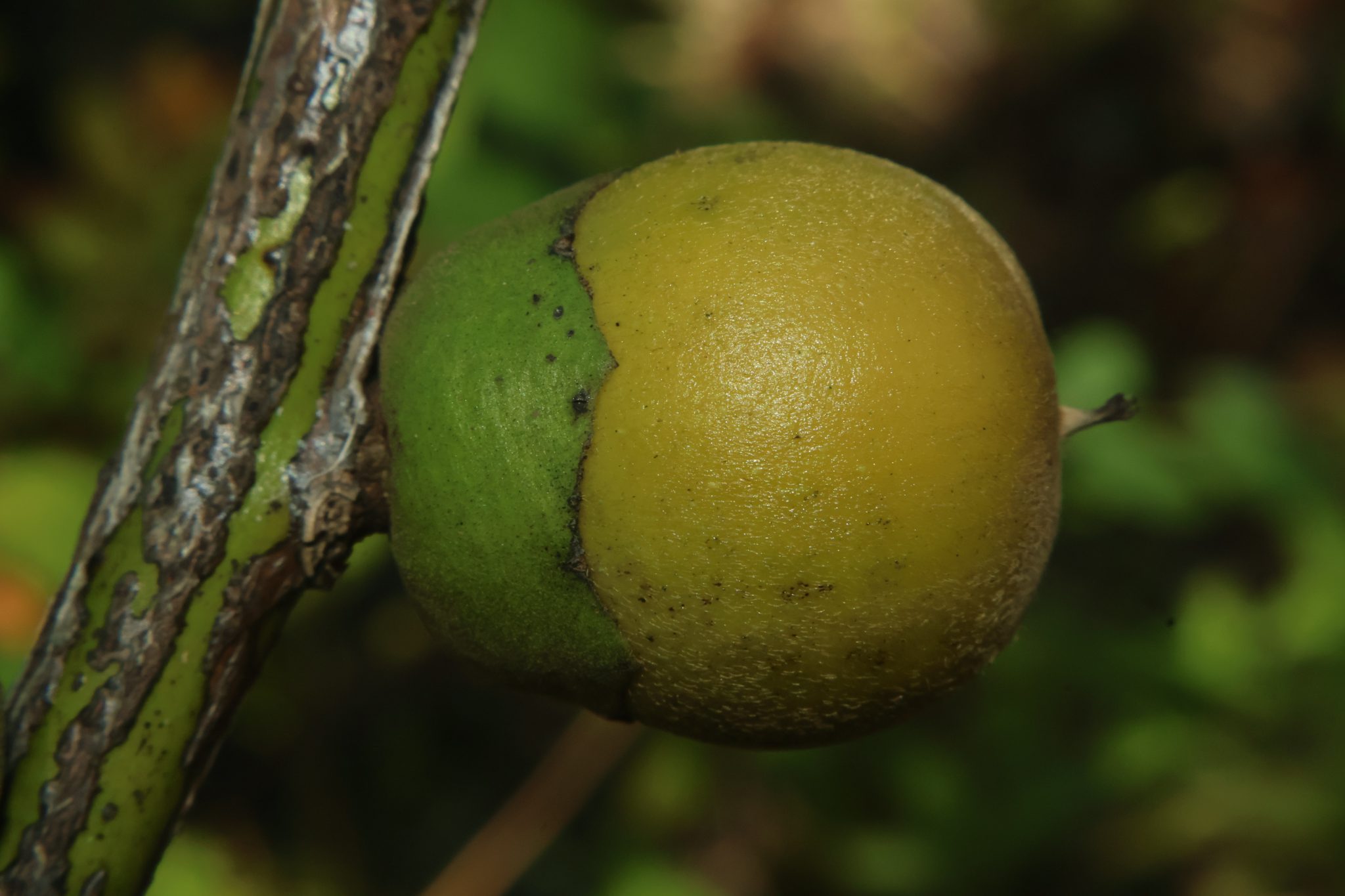 EBEN_Diospyros maritima(Bunga) (2)