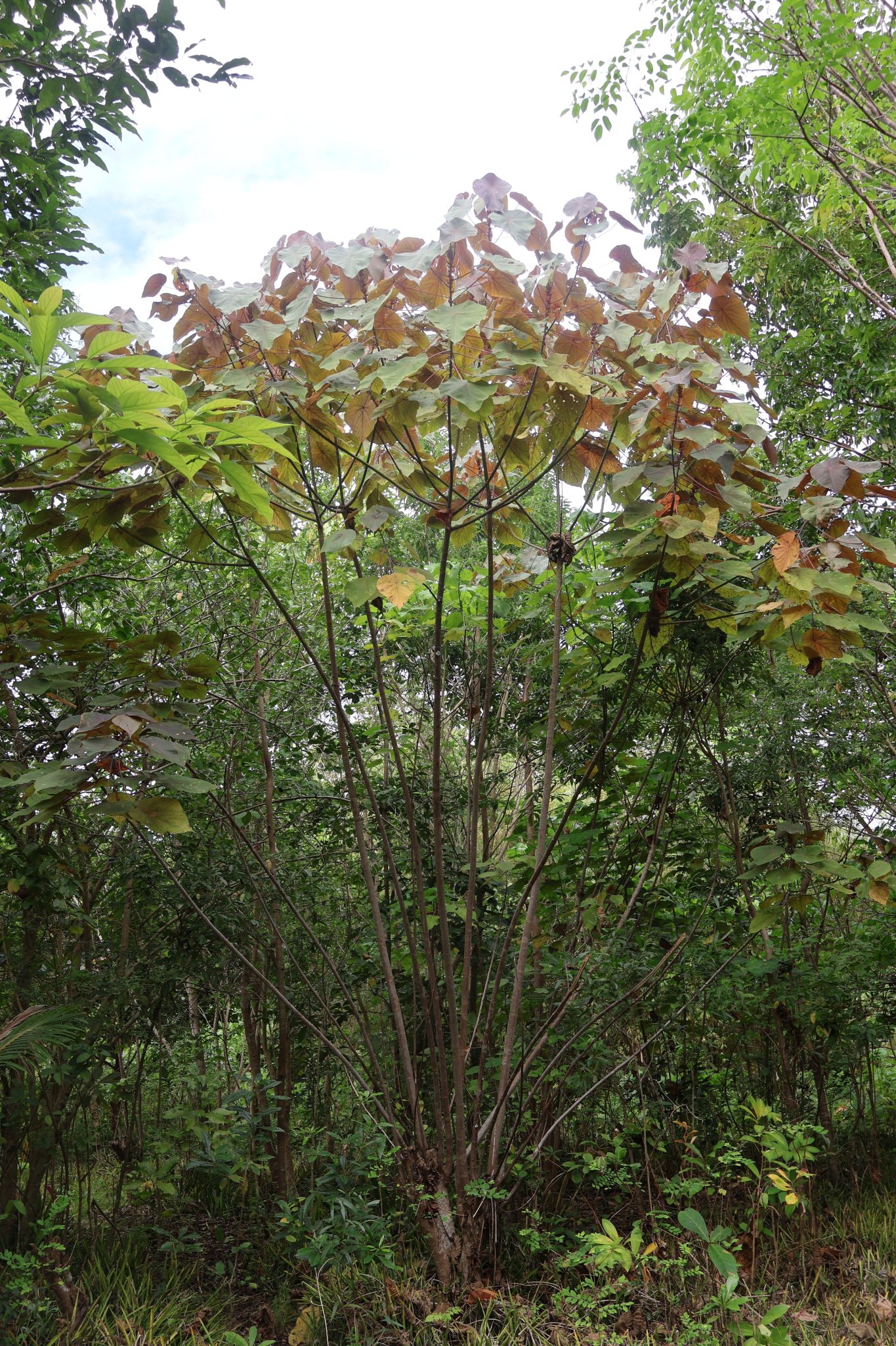 EUPH_Macaranga tanarius forma 'bantayanensis'