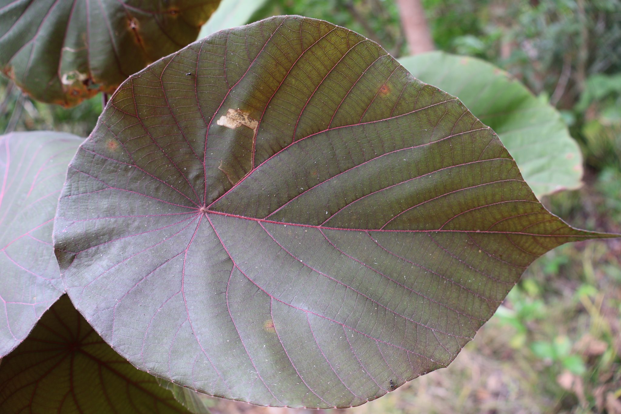 EUPH_Macaranga tanarius forma 'bantayanensis' (Dahon)