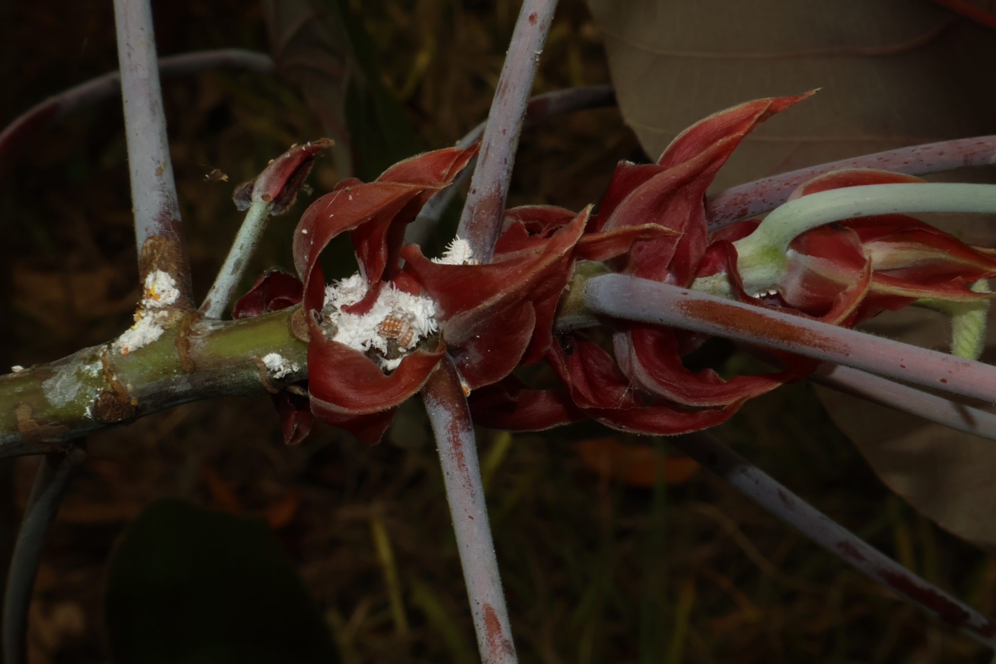 EUPH_Macaranga tanarius forma 'bantayanensis'(Stepiole)