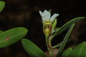 LYTH_Pemphis acidula(Buwak)