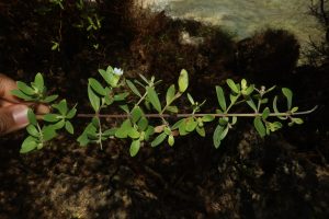LYTH_Pemphis acidula(Dahon)